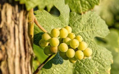 Croatian Wine heritage